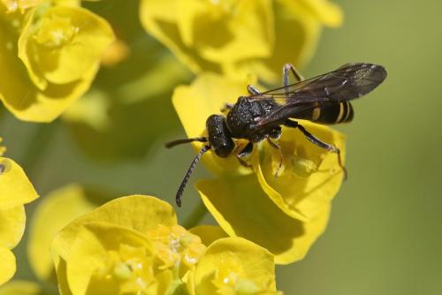 Nysson sp.